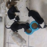 Cachorro porte pequeno para adoção em Nilópolis - Rio de Janeiro