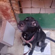 Cachorro porte grande para adoção em Fortaleza - Ceará