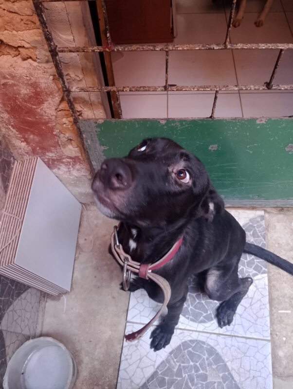 Cachorro Grande para adoção em Fortaleza - Ceará