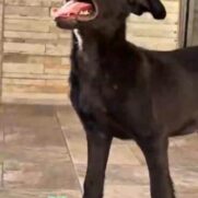 Cachorro porte medio para adoção em Itapecerica da Serra - São Paulo