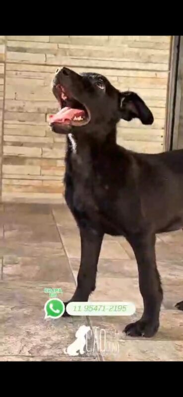 Cachorro Médio para adoção em Itapecerica da Serra - São Paulo