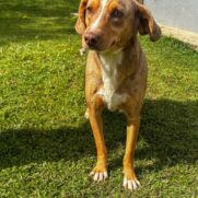 Cachorro porte medio para adoção em Itapecerica da Serra - São Paulo