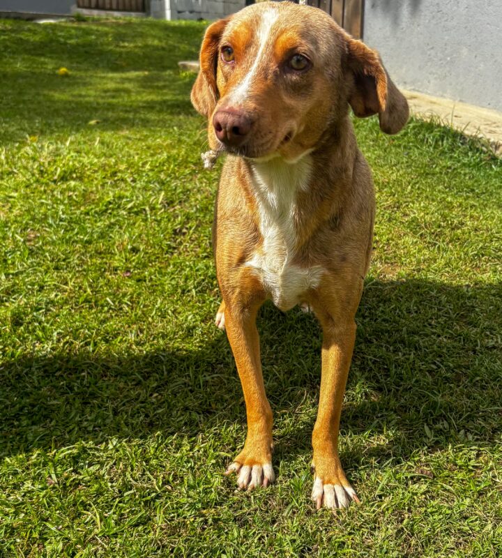 Cachorro Médio para adoção em Itapecerica da Serra - São Paulo
