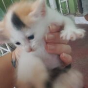 Gato porte pequeno para adoção em Carpina - Pernambuco