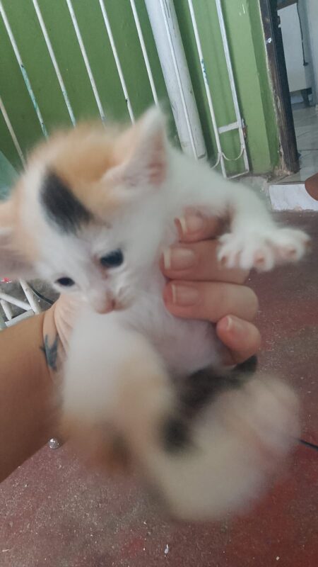 Gato Pequeno para adoção em Carpina - Pernambuco