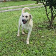 Cachorro porte medio para adoção em Itapecerica da Serra - São Paulo