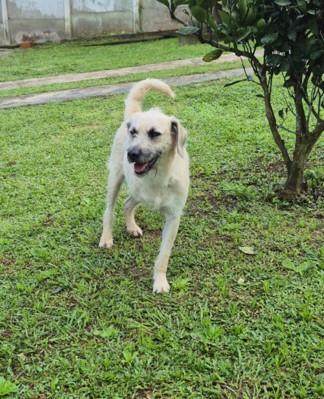 Cachorro Médio para adoção em Itapecerica da Serra - São Paulo