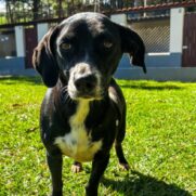 Cachorro porte pequeno para adoção em Itapecerica da Serra - São Paulo