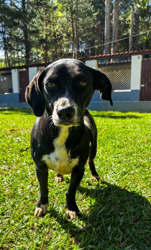 Cachorro Pequeno para adoção em Itapecerica da Serra - São Paulo