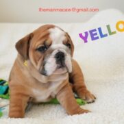 Cachorro porte medio para adoção em Américo de Campos - São Paulo