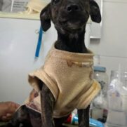 Cachorro porte pequeno para adoção em Itapecerica da Serra - São Paulo