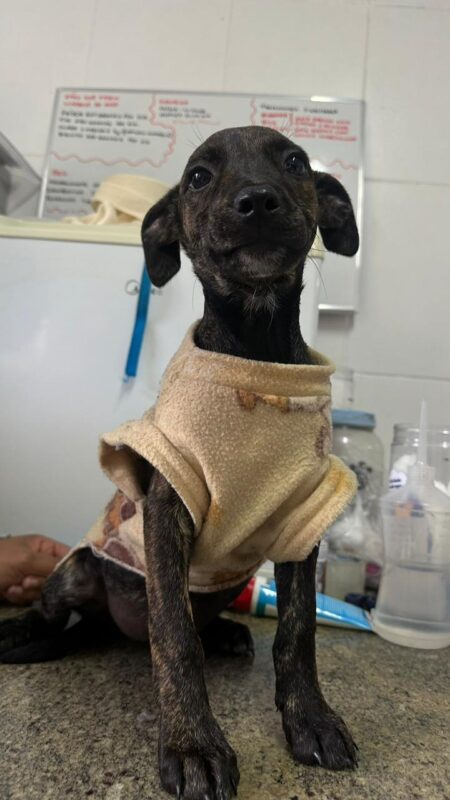 Cachorro Pequeno para adoção em Itapecerica da Serra - São Paulo