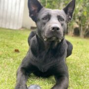 Cachorro porte grande para adoção em Santana de Parnaíba - São Paulo