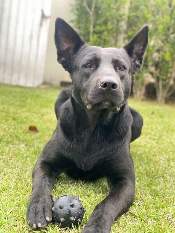 Cachorro Grande para adoção em Santana de Parnaíba - São Paulo