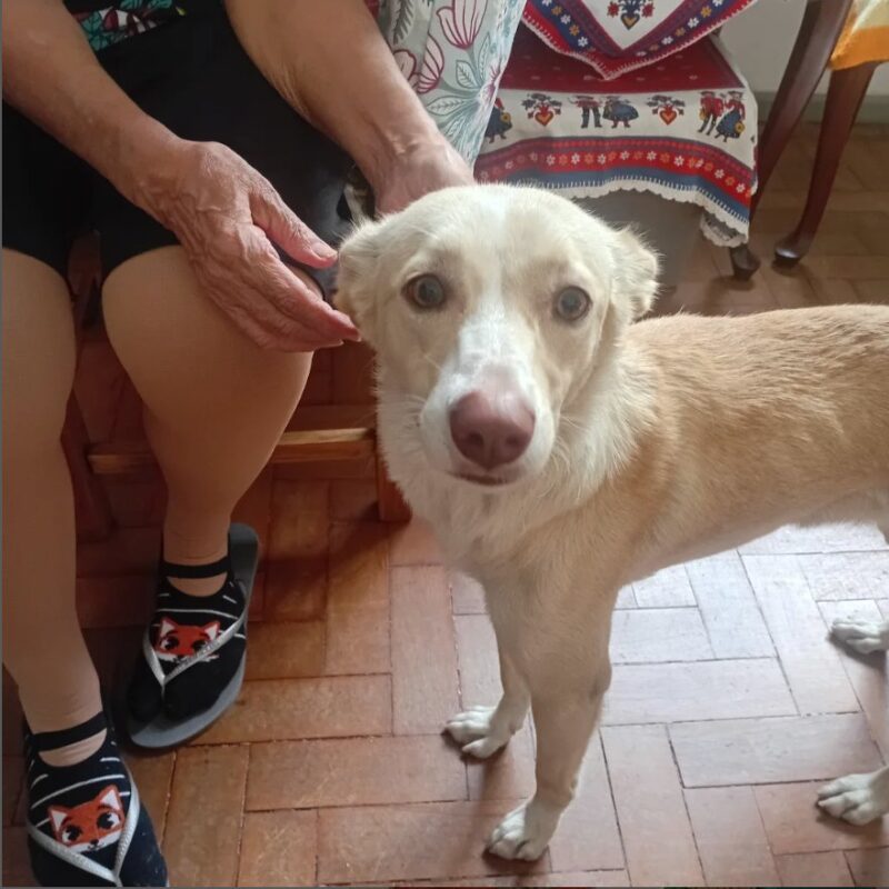 Cachorro Pequeno para adoção em Rio de Janeiro - Rio de Janeiro