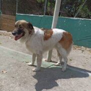 Cachorro porte medio para adoção em Osasco - São Paulo
