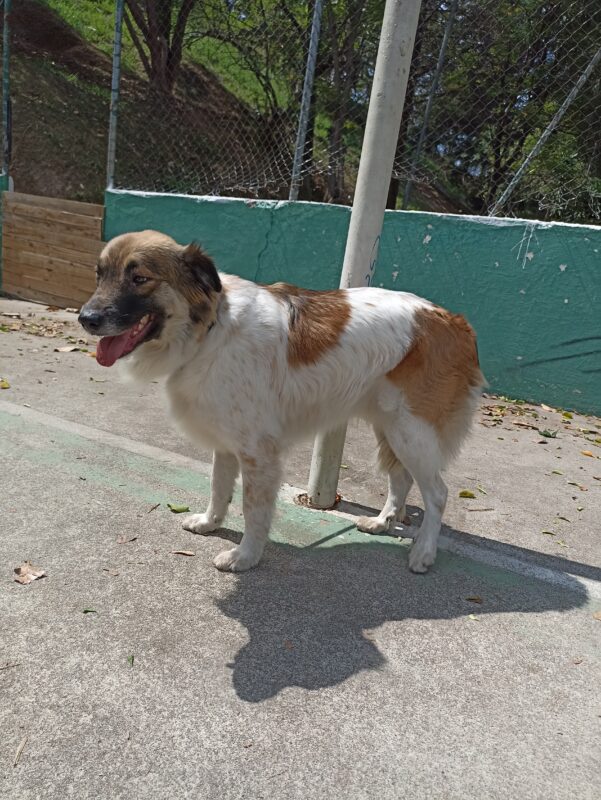 Cachorro Médio para adoção em Osasco - São Paulo