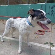 Cachorro porte medio para adoção em Osasco - São Paulo