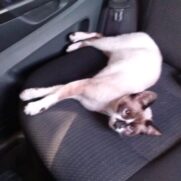 Gato porte medio para adoção em Duque de Caxias - Rio de Janeiro