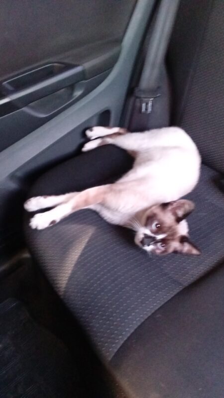 Gato Médio para adoção em Duque de Caxias - Rio de Janeiro