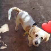 Cachorro porte medio para adoção em Goianira - Goiás