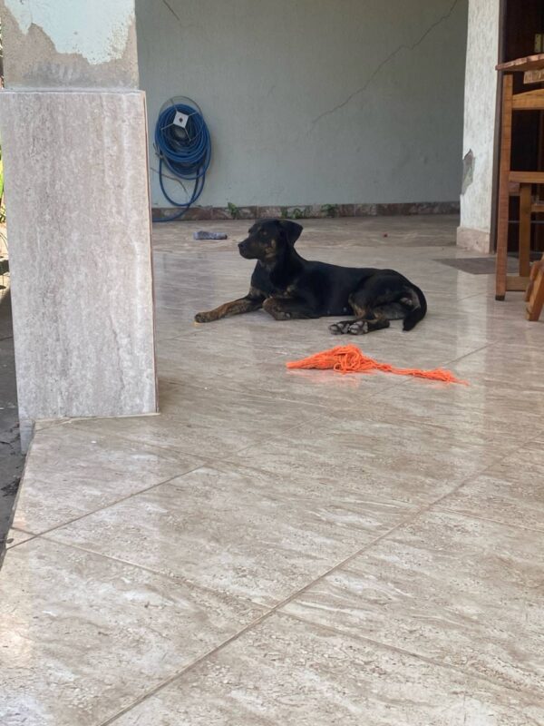 Cachorro Médio para adoção em Betim - Minas Gerais