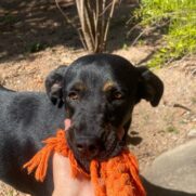 Cachorro porte medio para adoção em Betim - Minas Gerais