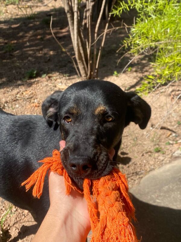Cachorro Médio para adoção em Betim - Minas Gerais