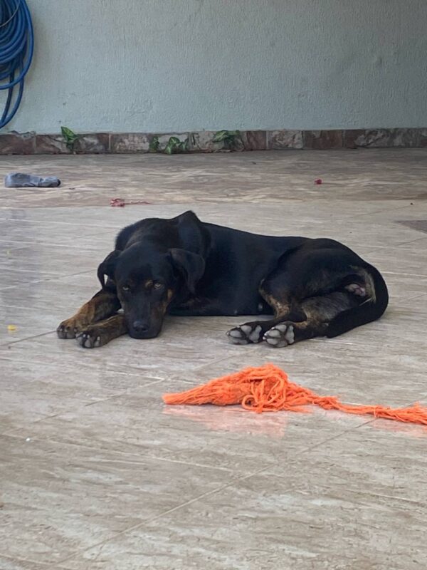Cachorro Médio para adoção em Betim - Minas Gerais