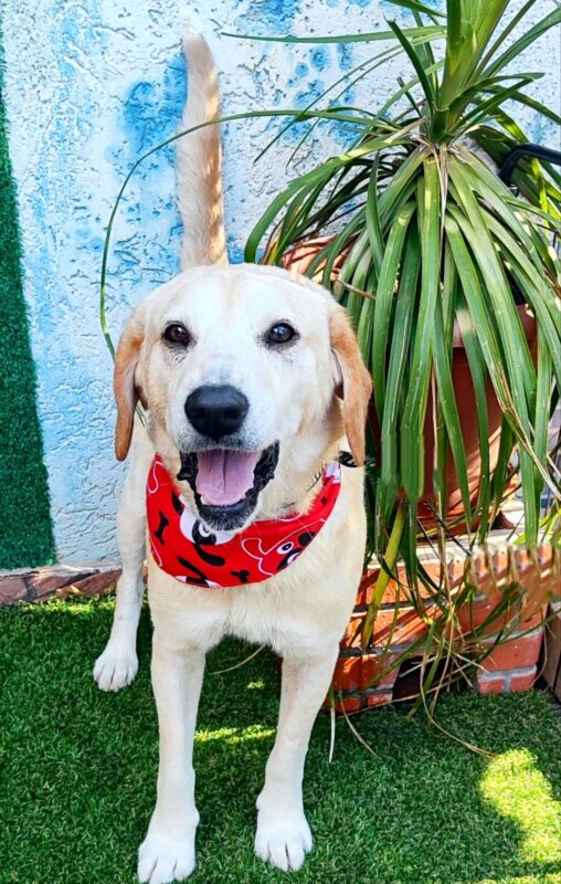 Cachorro Grande para adoção em São Paulo - São Paulo