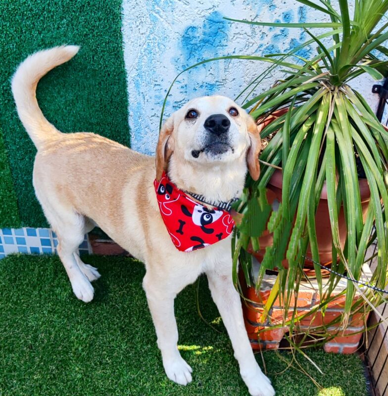 Cachorro Grande para adoção em São Paulo - São Paulo