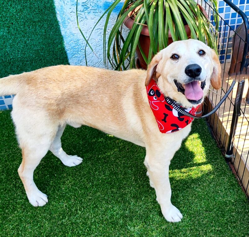 Cachorro Grande para adoção em São Paulo - São Paulo