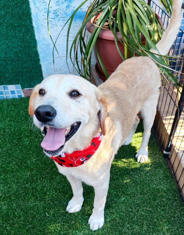 Cachorro Grande para adoção em São Paulo - São Paulo