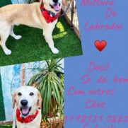 Cachorro porte grande para adoção em São Paulo - São Paulo