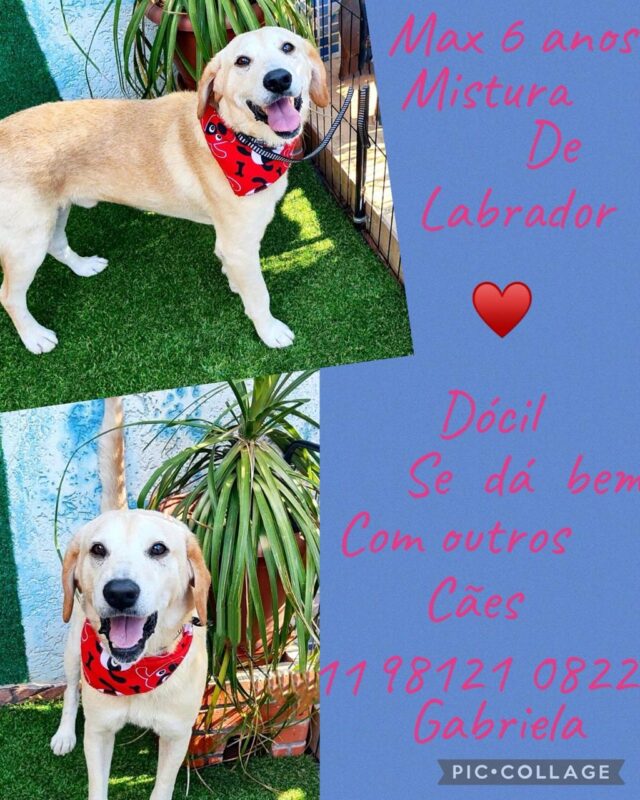 Cachorro Grande para adoção em São Paulo - São Paulo