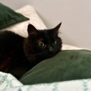 Gato porte pequeno para adoção em Porto Alegre - Rio Grande do Sul