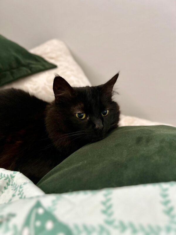 Gato Pequeno para adoção em Porto Alegre - Rio Grande do Sul