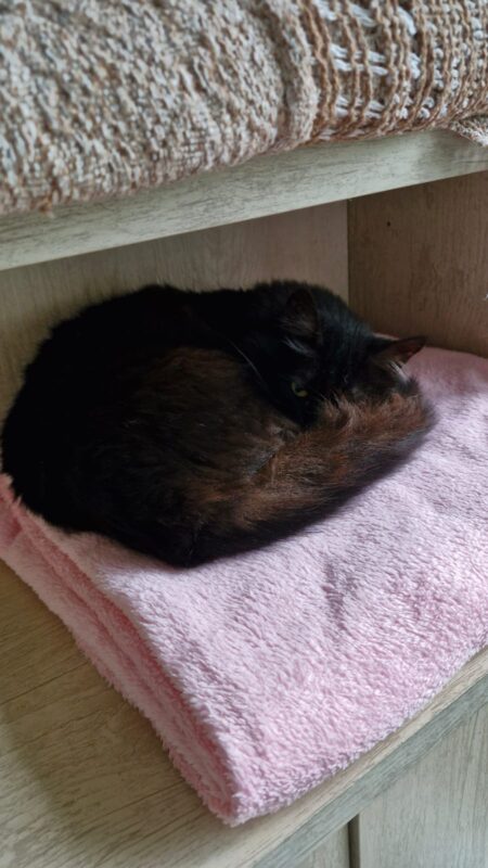 Gato Pequeno para adoção em Porto Alegre - Rio Grande do Sul