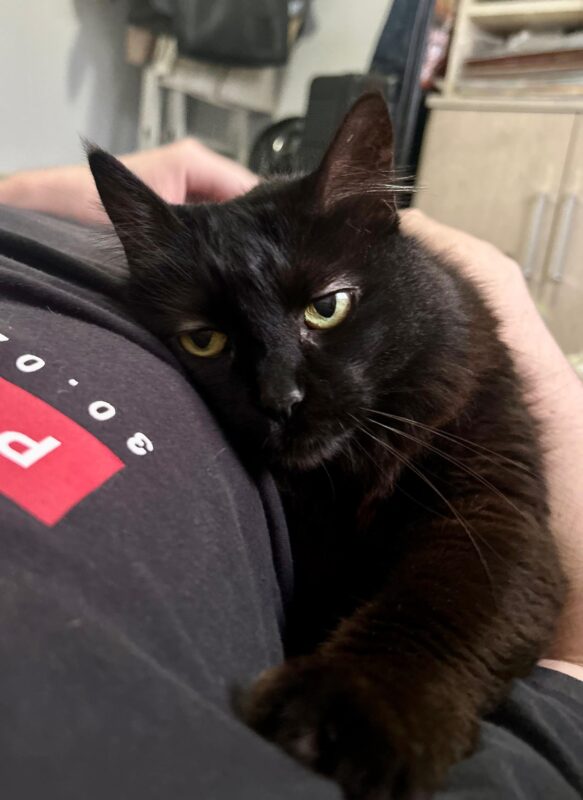 Gato Pequeno para adoção em Porto Alegre - Rio Grande do Sul