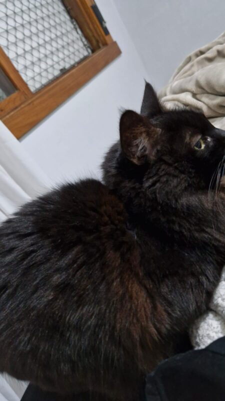 Gato Pequeno para adoção em Porto Alegre - Rio Grande do Sul