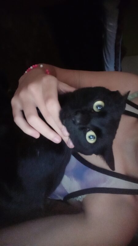 Gato Médio para adoção em Cotia - São Paulo