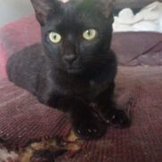 Gato porte medio para adoção em Cotia - São Paulo