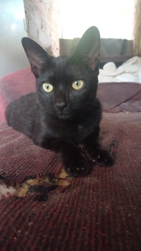 Gato Médio para adoção em Cotia - São Paulo