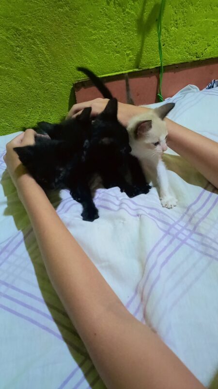 Gato Médio para adoção em Cotia - São Paulo