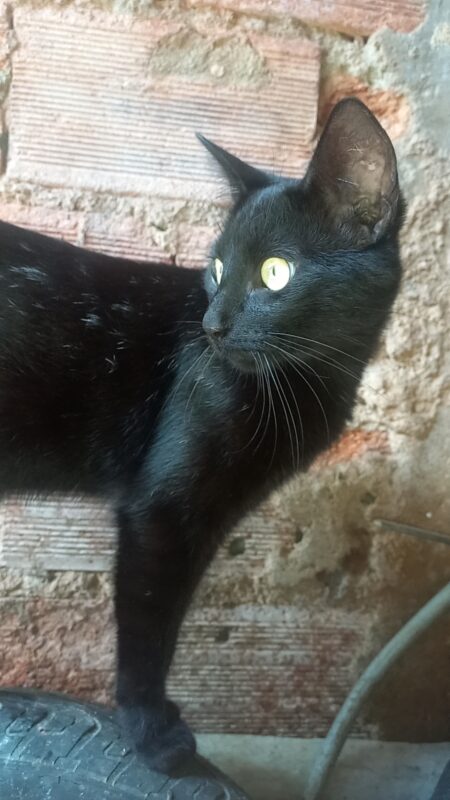 Gato Médio para adoção em Cotia - São Paulo