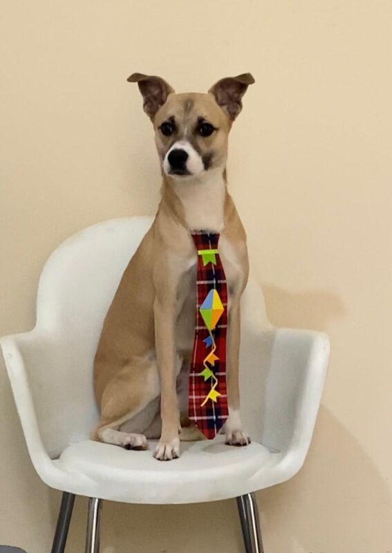 Cachorro Médio para adoção em Diadema - São Paulo