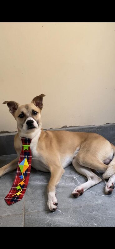 Cachorro Médio para adoção em Diadema - São Paulo