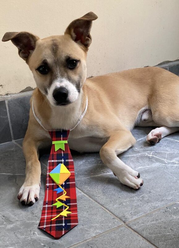 Cachorro Médio para adoção em Diadema - São Paulo