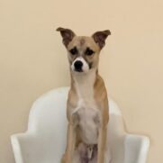 Cachorro porte medio para adoção em Diadema - São Paulo