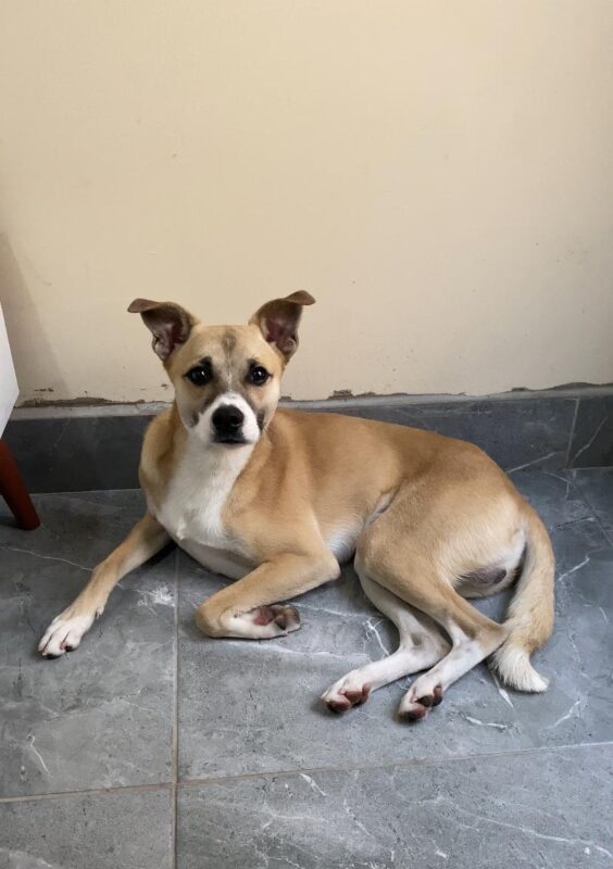 Cachorro Médio para adoção em Diadema - São Paulo